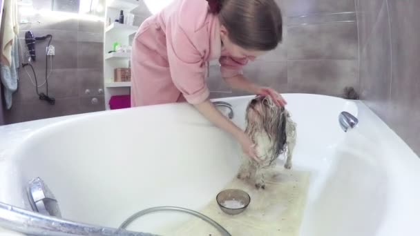 Young Woman Washing Shih Tzu Dog Fast Motion — Stock Video