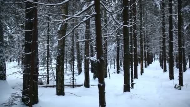 Winter Wald Landschaft Ansicht — Stockvideo