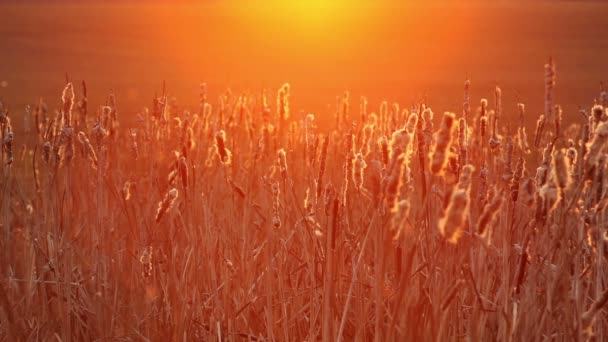 芦苇上的红色日落 — 图库视频影像