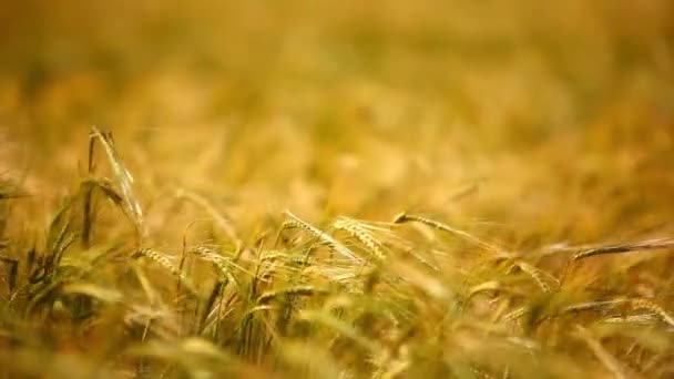Buğday Alanı Yakından Görmek Rüzgar — Stok video