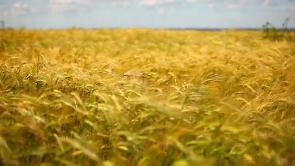 Wheat Field Wind Panorama — Stock Video