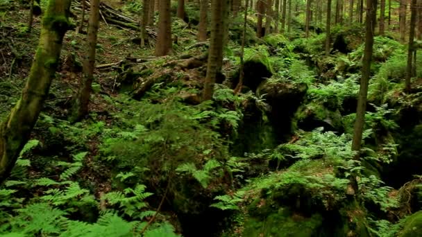 捷克山区的野生森林全景 — 图库视频影像