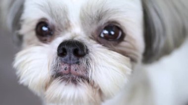 Fotoğraf makinesi portre görünümü üzerinde seyir shih tzu köpek. 4k.