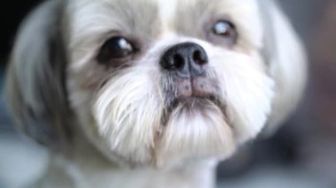 Fotoğraf makinesi portre görünümü üzerinde seyir shih tzu köpek. 4k.