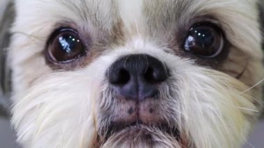 Fotoğraf makinesi portre görünümü üzerinde seyir shih tzu köpek. 4k.