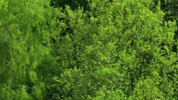 Zomer Bomen Verkeer Achtergrond Van Natuur Wind — Stockvideo