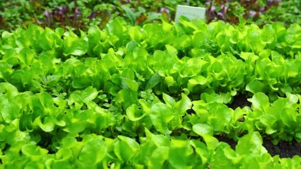 Camas Jardín Con Ensalada Fresca Pequeña — Vídeos de Stock