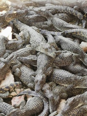 Küba timsahları dinleniyor, yemek bekliyor