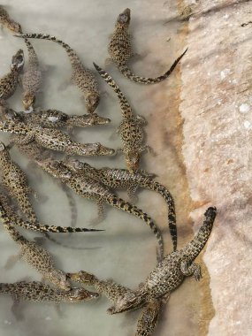 Küba timsahları dinleniyor, yemek bekliyor