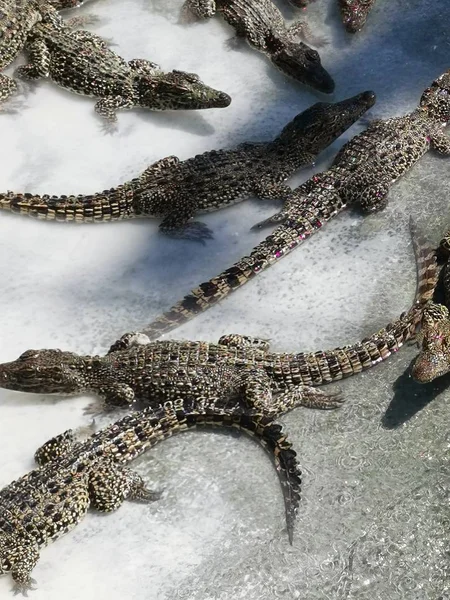 Kubanska krokodiler vilar, väntar på mat — Stockfoto