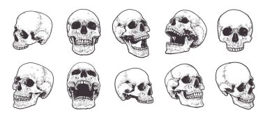 Anatomical Skulls Vector Set clipart