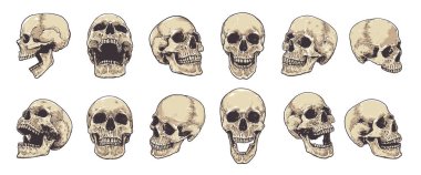 Anatomical Skulls Vector Set clipart