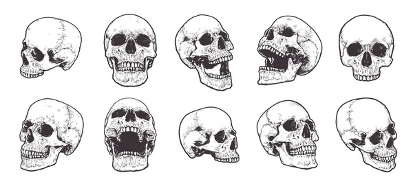 Anatomical Skulls Vector Set — Stock Vector