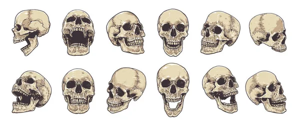 Анатомический векторный набор черепов — стоковый вектор