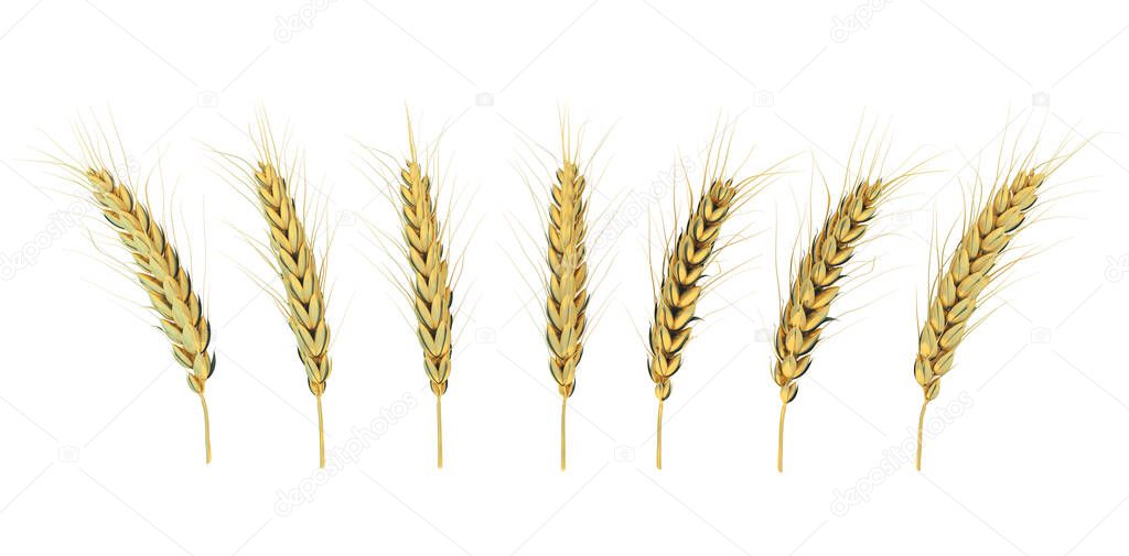 golden ears of corn on a white isolated background. 3d image. White isolated background.