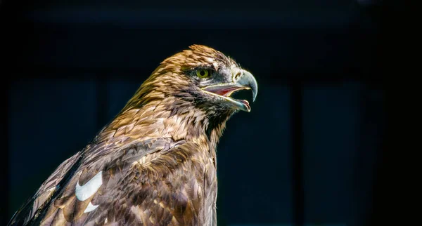 Image of a large bird of prey