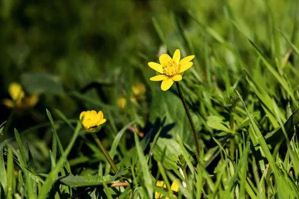 Image Une Petite Prairie Fleurs Jaunes Dans Une Herbe Verte — Photo