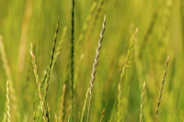 Image Background Green Spikelets Wild Nature Grass — Stock Photo, Image