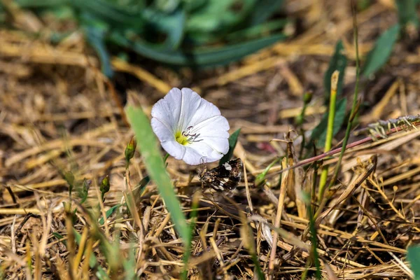 Image Plante Nature Sauvage Bindweed Champ Fleurs Sur Prairie — Photo