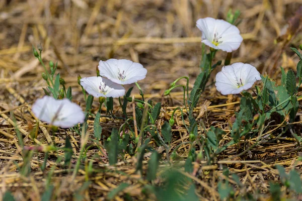 Bild Växten Vilda Naturen Vinda Fältet Blommor Meado — Stockfoto