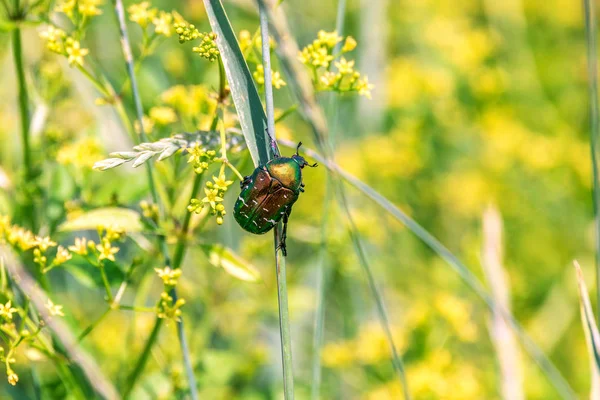 Uma Imagem Besouro Verde Brilhante Senta Uma Lâmina Grama Campo — Fotografia de Stock