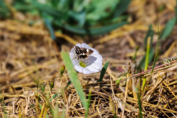 Imagem Traças Sentadas Uma Flor Uma Planta — Fotografia de Stock