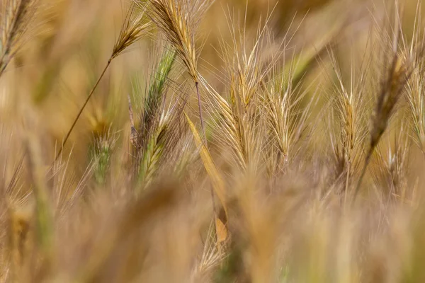 Image Background Dry Field Spikelets Wild Nature — Stock Photo, Image