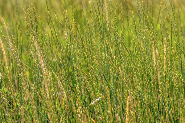 Imagem Fundo Verde Espiguetas Natureza Selvagem Grama — Fotografia de Stock