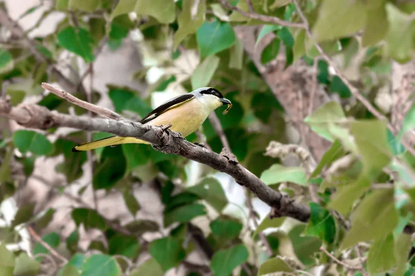 Wizerunek Ptaków Dzikich Schach Lanius Gałęzi Owadów Dziobie — Zdjęcie stockowe