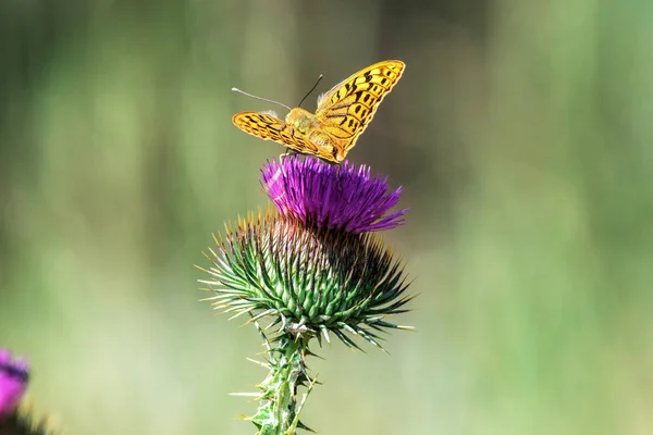 Afbeelding Wildlife Vlinder Zit Kirgiezen Vederdistel — Stockfoto