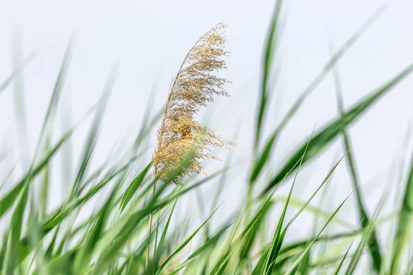 Image Plant Wild Nature Green Reeds Dry Top — Stock Photo, Image