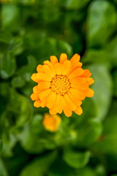 Une Image Une Belle Fleur Souci Fleurissant Dans Jardin — Photo