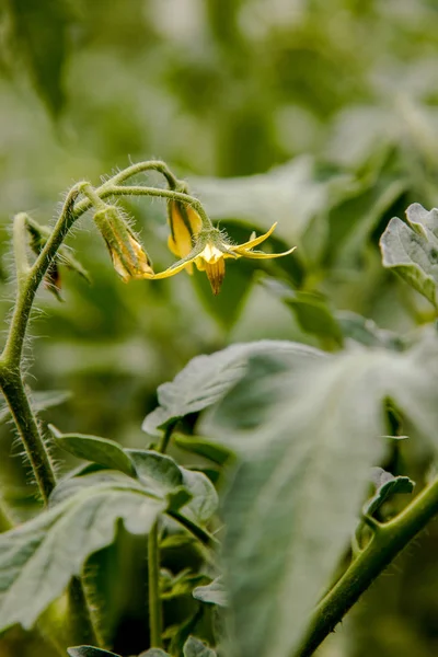 Image Bud Yellow Flower Garden Vegetable Tomato — Stock Photo, Image