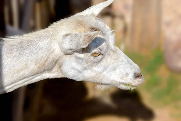 Image White Goat Poked Its Head Out Pen — Stock Photo, Image