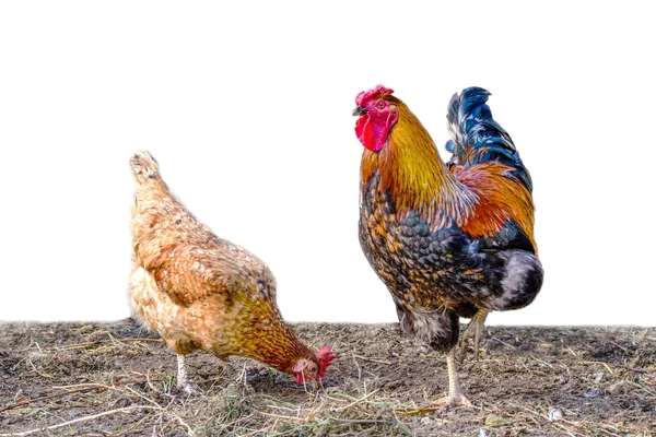 Image Feathered Chicken Rooster Grazing — Stock Photo, Image