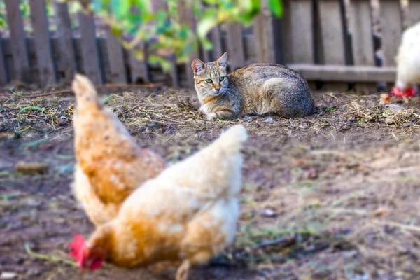 Beeld Van Een Huiskat Die Naar Kippen Kijkt — Stockfoto