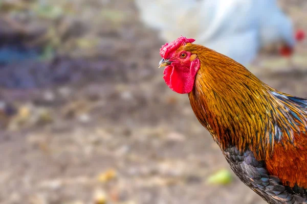 image of a feathery bird colorful cock on a walking