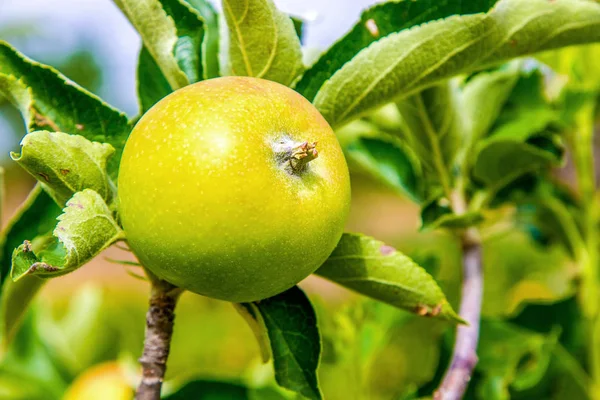 Image Green Apple Ripens Tree Garden — Stock Photo, Image