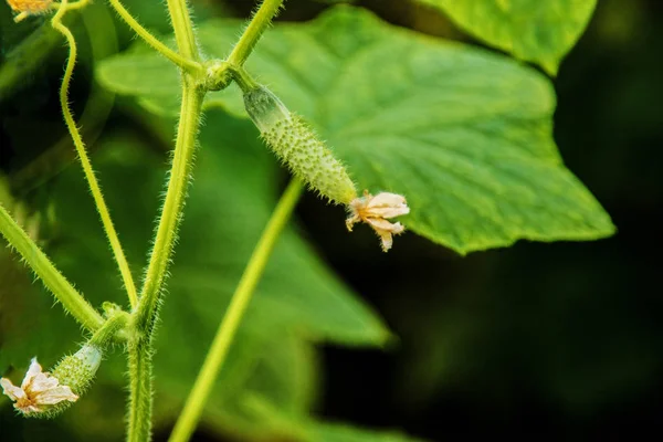 Image Petit Concombre Avec Une Fleur Dans Une Serre — Photo