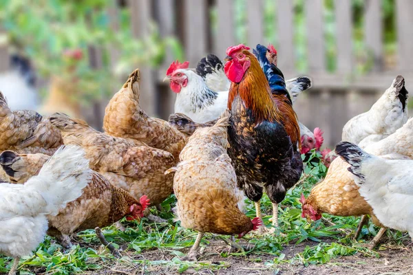 Image Feathered Chicken Rooster Grazing — Stock Photo, Image