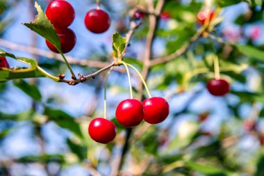 bir bahçede bir ağaç üzerinde kırmızı olgun kiraz görüntüsünü