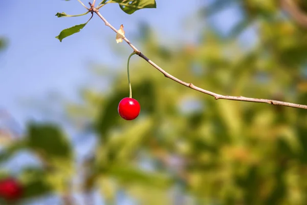 Image Red Ripe Cherries Tree Garden — Stock Photo, Image