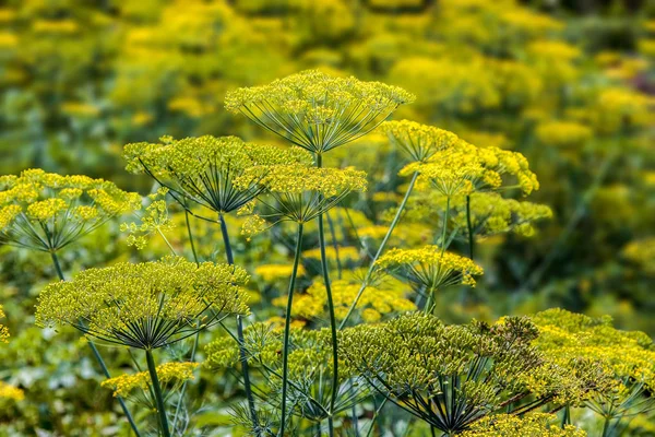 Image Spicy Plant Blossoming Dill Garden — Stock Photo, Image