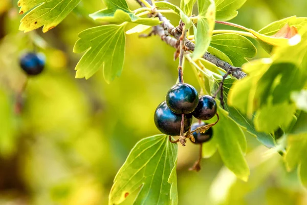 Image Bunch Ripe Black Currant Bush Garden — Stock Photo, Image