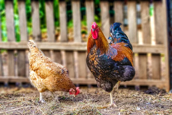 Afbeelding Van Gevederde Kip Haan Beweiding — Stockfoto