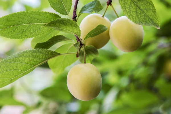 Image Sweet Yellow Plum Ripens Tree Garden — Stock Photo, Image