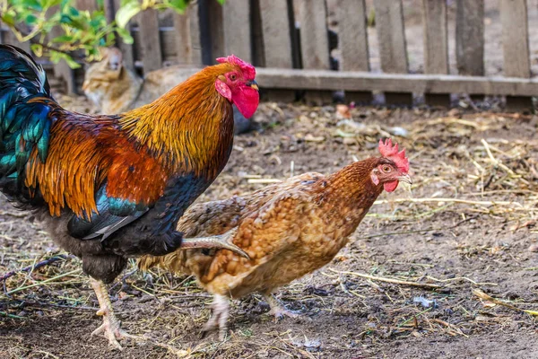 Image Poulet Coq Plumes Sur Pâturage — Photo