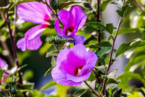 Afbeelding Van Een Mooie Bloem Chinese Hibiscus Purple — Stockfoto