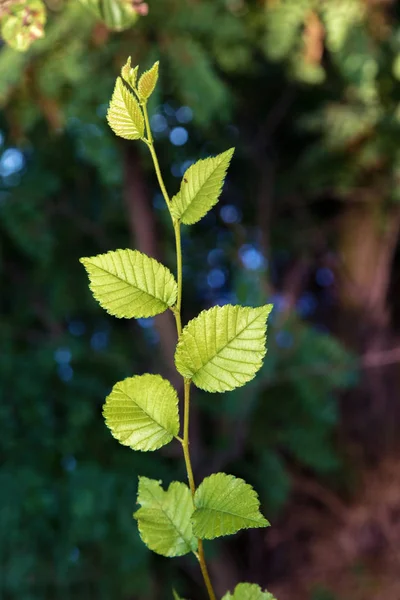 Bilden Tunn Grön Kvist Med Stora Blad — Stockfoto