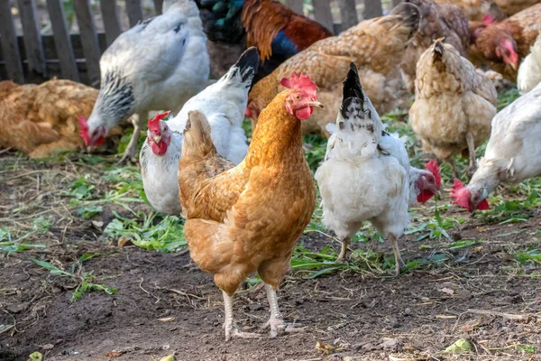 Image Motley Chickens Grazing Farmyard Yard — Stock Photo, Image